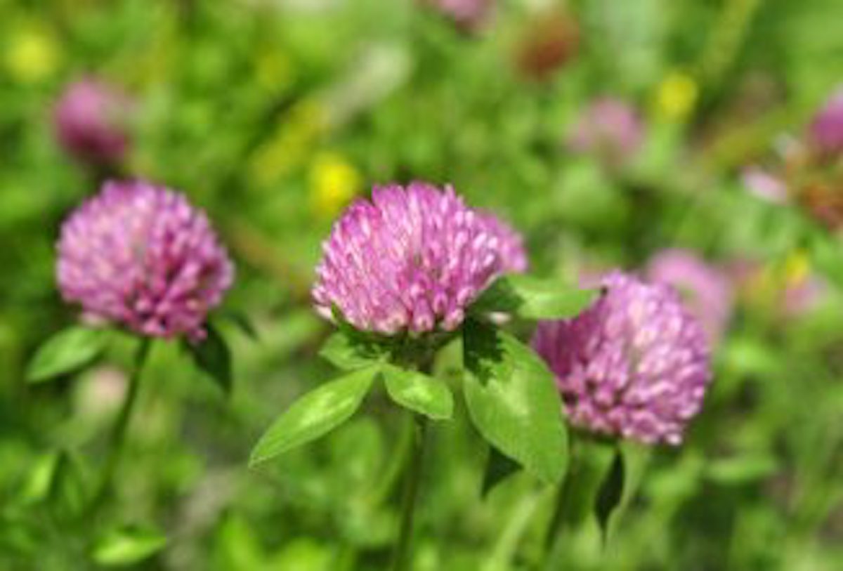 Springing Through Fall and Winter With Cover Crops